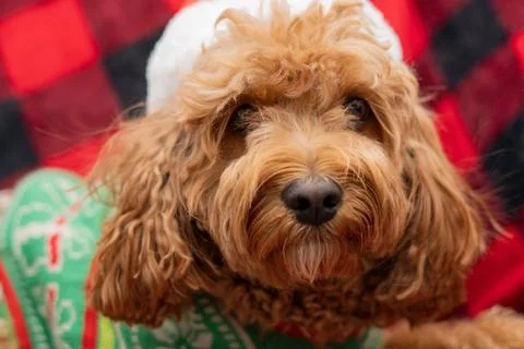 Cavapoo dog with Christmass clothes. Dog Christmas concept Stock Photos