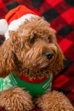 Cavapoo dog with Christmass clothes. Dog Christmas concept 写真素材