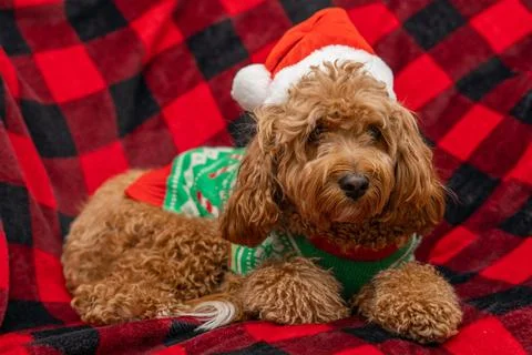 Cavapoo dog with Christmass clothes. Dog Christmas concept 写真素材