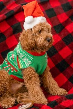 Cavapoo dog with Christmass clothes. Dog Christmas concept Stock Photos