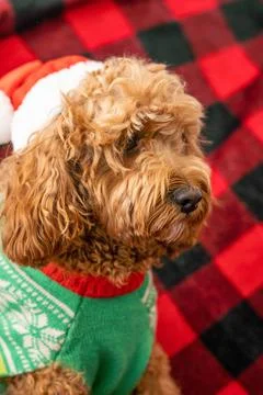 Cavapoo dog with Christmass clothes. Dog Christmas concept Stock Photos