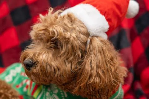 Cavapoo dog with Christmass clothes. Dog Christmas concept Stock Photos