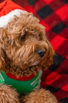 Cavapoo dog with Christmass clothes. Dog Christmas concept Stock-Fotos