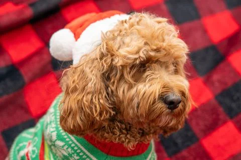 Cavapoo dog with Christmass clothes. Dog Christmas concept Stock-Fotos