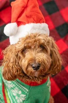 Cavapoo dog with Christmass clothes. Dog Christmas concept Stock Photos