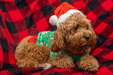 Cavapoo dog with Christmass clothes. Dog Christmas concept Cavapoo dog wit... Stock-Fotos