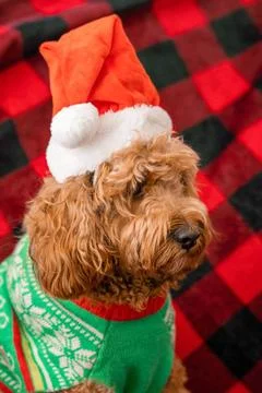 Cavapoo dog with Christmass clothes. Dog Christmas concept Cavapoo dog wit... Stock Photos