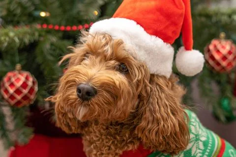 Cavapoo dog with Christmass clothes. Dog Christmas concept Cavapoo dog wit... 写真素材