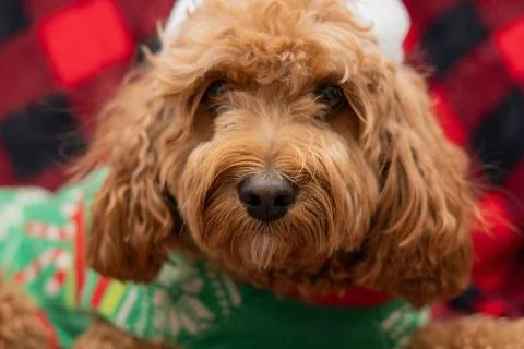 Cavapoo dog with Christmass clothes. Dog Christmas concept Cavapoo dog wit... Stock Photos