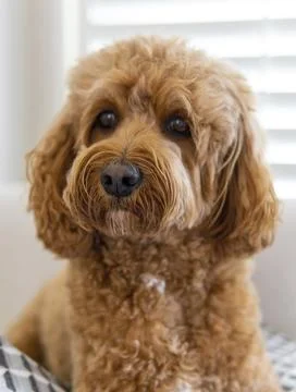 Cavapoo dog on the couch, mixed -breed of Cavalier King Charles Spaniel and Stock Photos