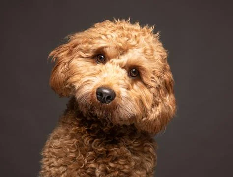 Cavapoo dog with a curious expression. UK Stock Photos