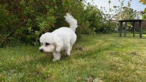 Cavapoo dog in the garden Stock Footage 185388696