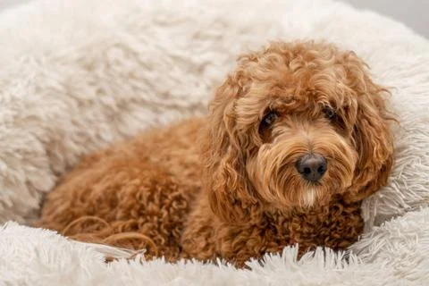 Cavapoo dog in his bed Cavapoo dog in his bed, mixed -breed of Cavalier Ki... Stock Photos