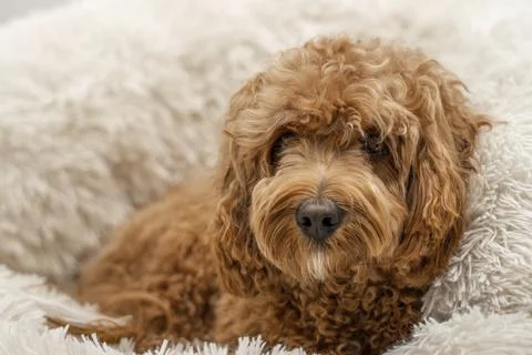 Cavapoo dog in his bed, mixed -breed of Cavalier King Charles Spaniel and Poodle Stock Photos