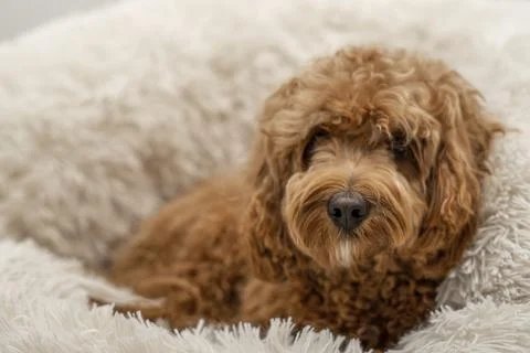 Cavapoo dog in his bed, mixed -breed of Cavalier King Charles Spaniel and Poodle Stock Photos