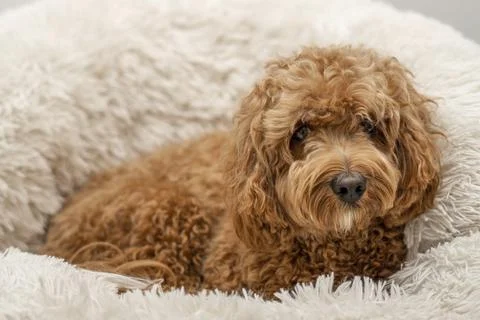 Cavapoo dog in his bed, mixed -breed of Cavalier King Charles Spaniel and Poodle Stock Photos