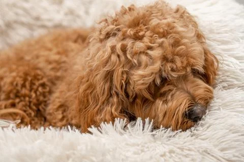 Cavapoo dog in his bed Stock Photos