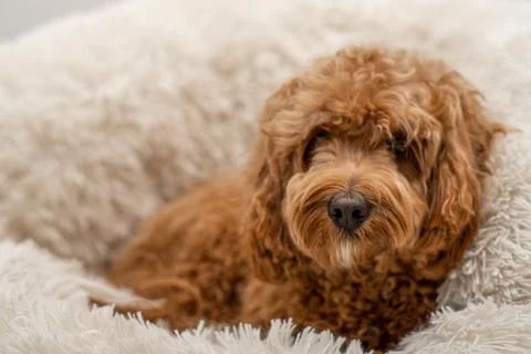 Cavapoo dog in his bed Stock Photos