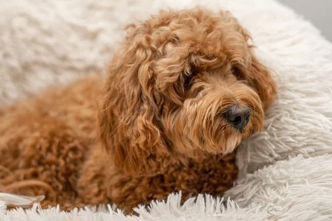 Cavapoo dog in his bed 写真素材