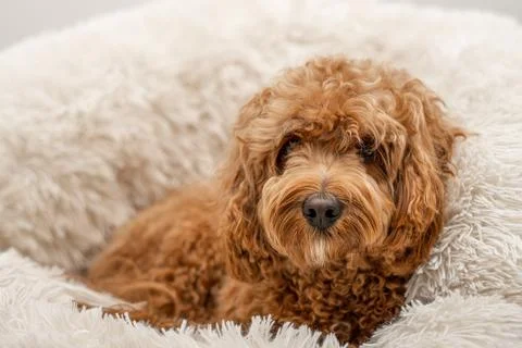 Cavapoo dog in his bed Stock Photos