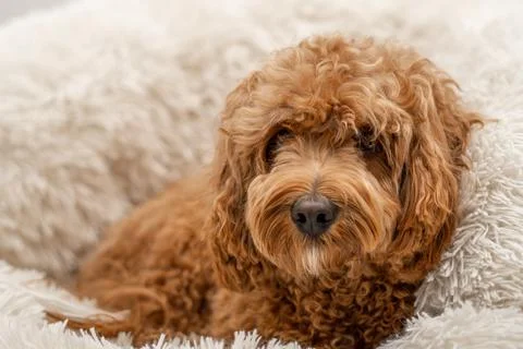 Cavapoo dog in his bed Stock Photos