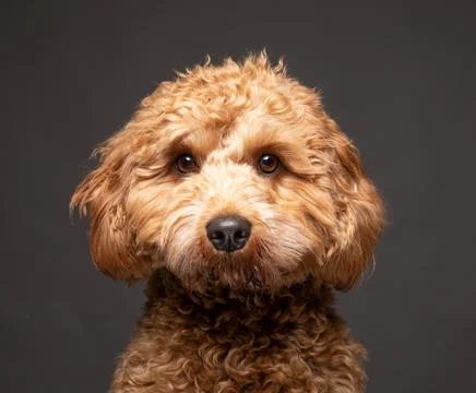 Cavapoo dog looking straight to camera. Stock Photos