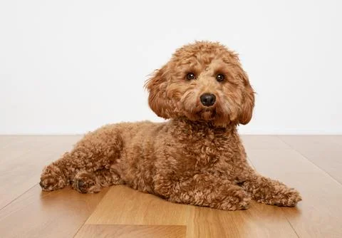 Cavapoo dog lying on a wooden floor with a white background. Stock Photos
