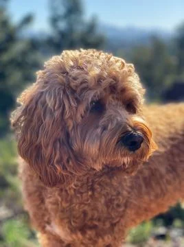 Cavapoo dog, mixed -breed of Cavalier King Charles Spaniel and Poodle. Stock Photos