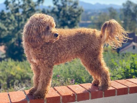 Cavapoo dog, mixed -breed of Cavalier King Charles Spaniel and Poodle. Stock Photos