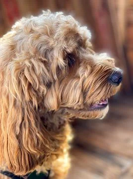 Cavapoo dog, mixed -breed of Cavalier King Charles Spaniel and Poodle. Stock Photos