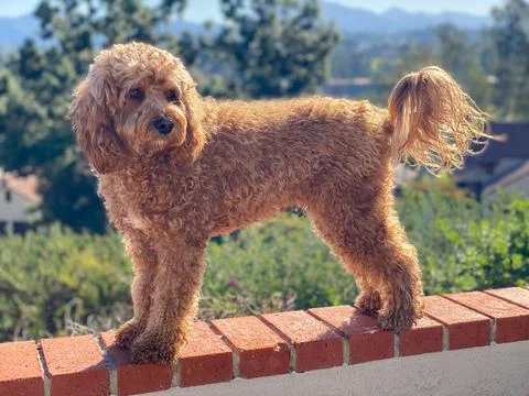 Cavapoo dog, mixed -breed of Cavalier King Charles Spaniel and Poodle. 写真素材