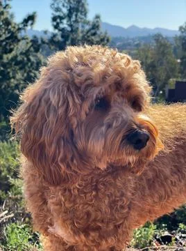 Cavapoo dog, mixed -breed of Cavalier King Charles Spaniel and Poodle. Stock Photos