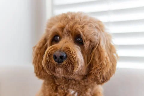 Cavapoo dog, mixed -breed of Cavalier King Charles Spaniel and Poodle. Stock Photos