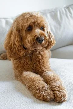 Cavapoo dog, mixed -breed of Cavalier King Charles Spaniel and Poodle. Stock Photos