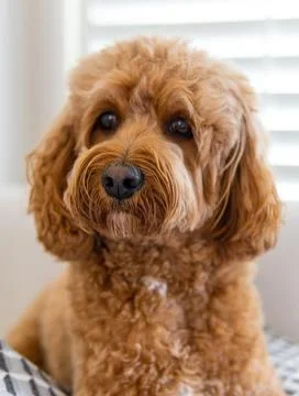 Cavapoo dog, mixed -breed of Cavalier King Charles Spaniel and Poodle. Stock Photos