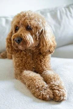 Cavapoo dog, mixed -breed of Cavalier King Charles Spaniel and Poodle. Stock Photos