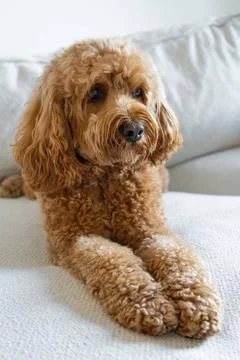 Cavapoo dog, mixed -breed of Cavalier King Charles Spaniel and Poodle. Cav... 写真素材