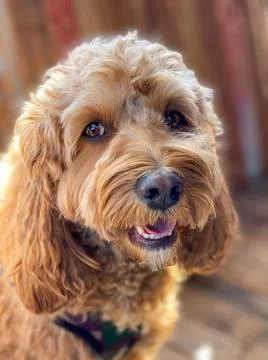 Cavapoo dog, mixed -breed of Cavalier King Charles Spaniel and Poodle. Cav... Stock Photos