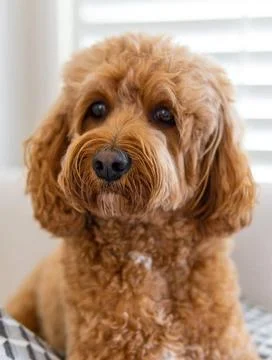 Cavapoo dog, mixed -breed of Cavalier King Charles Spaniel and Poodle. Cav... Stock Photos