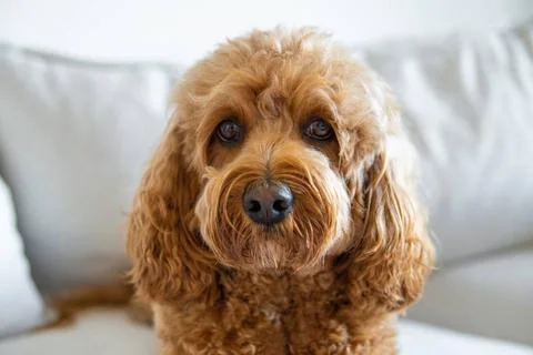 Cavapoo dog, mixed -breed of Cavalier King Charles Spaniel and Poodle. Cav... 写真素材