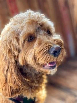 Cavapoo dog, mixed -breed of Cavalier King Charles Spaniel and Poodle. Cav... Stock Photos
