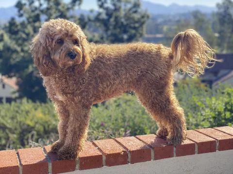 Cavapoo dog outside in the garden, mixed -breed of Cavalier King Charles Spaniel Stock Photos