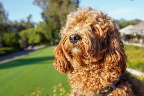 Cavapoo dog at the park, mixed -breed of Cavalier King Charles Spaniel and Stock Photos