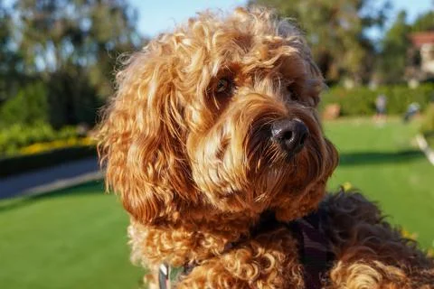 Cavapoo dog at the park, mixed -breed of Cavalier King Charles Spaniel and 写真素材