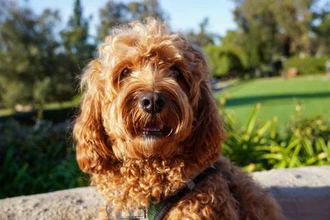 Cavapoo dog at the park, mixed -breed of Cavalier King Charles Spaniel and... Stock Photos