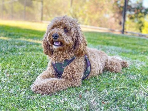 Cavapoo dog in the park, mixed -breed of Cavalier King Charles Spaniel and 写真素材