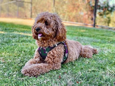 Cavapoo dog in the park Stock-Fotos