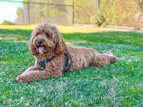 Cavapoo dog in the park Stock-Fotos