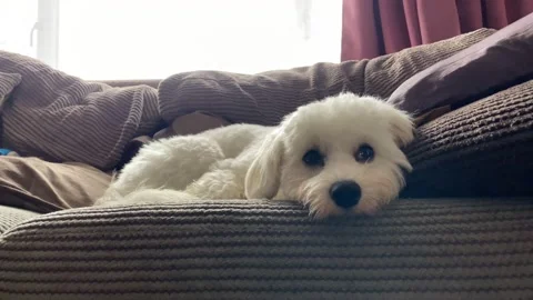 Cavapoo dog relaxing Stock Footage 175716633