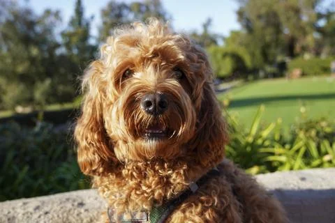Cavapoo dog resting in the sun at the park, mixed -breed of Cavalier King Stock-Fotos